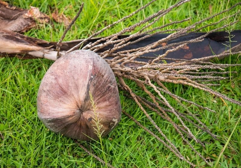 Check out How to Make Your Own Coconut Rope at https://survivallife.com/coconut-rope/