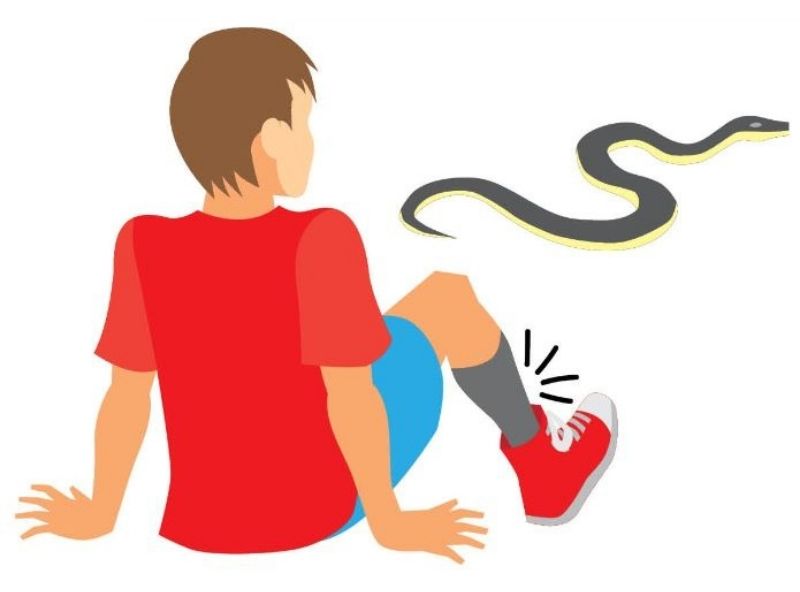 How to treat a venomous snakbite1 | snakebite
