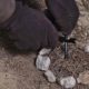 Making fire with a Fire Starter. Survival, outdoors and military-ss-featured