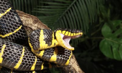 Mangrove snake | How to Treat A Venomous Snake Bite | Featured