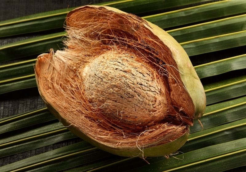 Open Coconut with husk Coconut rope SS