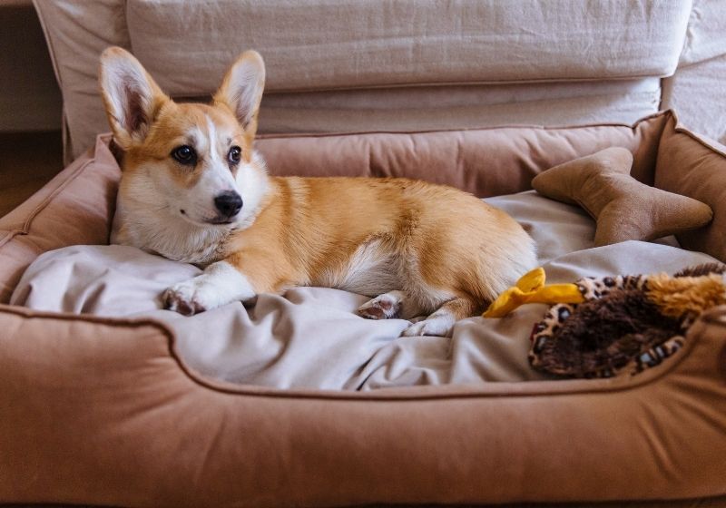 A Corgi dog is lying in its bed at home Pet emergency SS