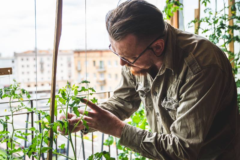 A man gardening in a city apartment. Close-up. Gardener grows tomatoes in the room-kitchen garden