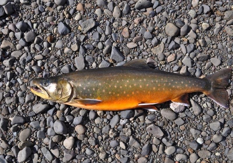 Arctic char river pebbles How to fillet a fish SS