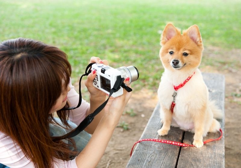 Beautiful asian woman taking dogs photo in the park Pet emergency SS
