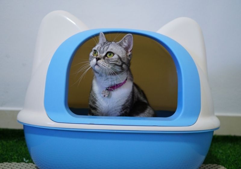 Cat using toilet cat in litter box Pet emergency SS