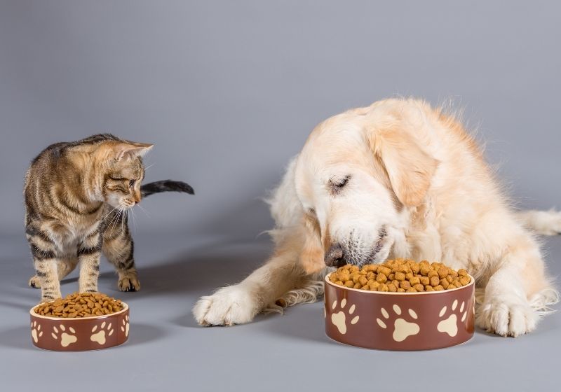 Dog and cat eating dry food in bowls Pet emergency SS