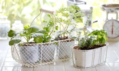 Kitchen garden of herbs windowsill | GETTING THE KITCHEN GARDEN READY FOR PLANTING 2021 | Featured