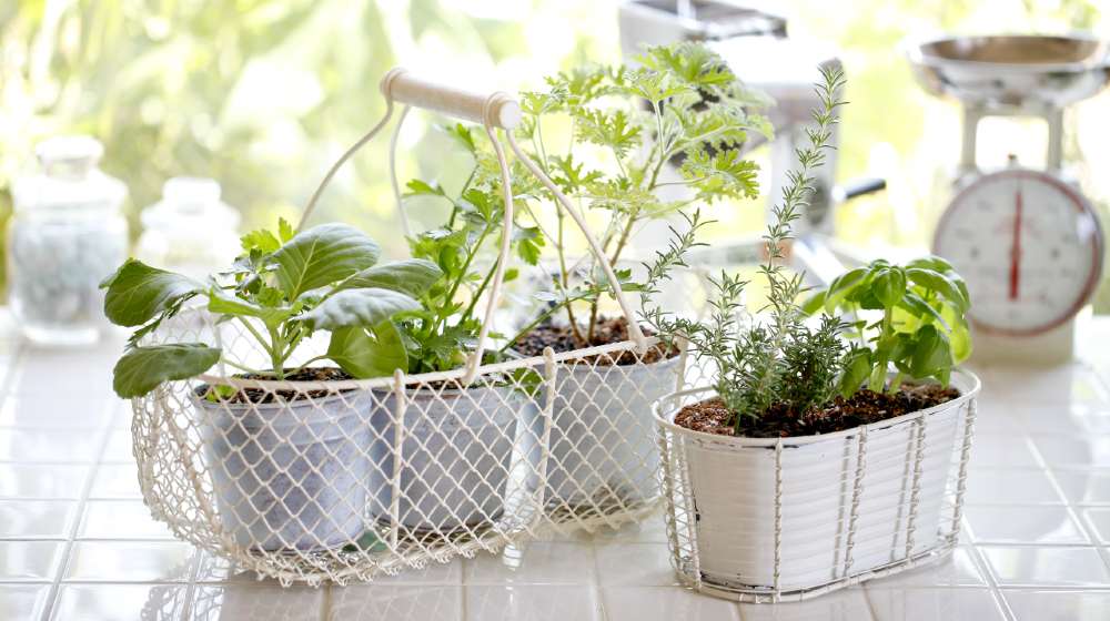 Kitchen garden of herbs windowsill | GETTING THE KITCHEN GARDEN READY FOR PLANTING 2021 | Featured