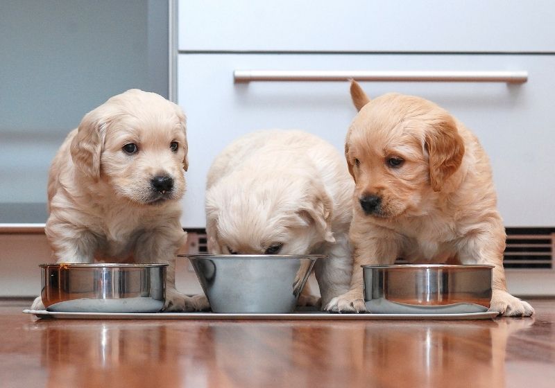 Puppies eating food in the kitchen Storm safety kit SS
