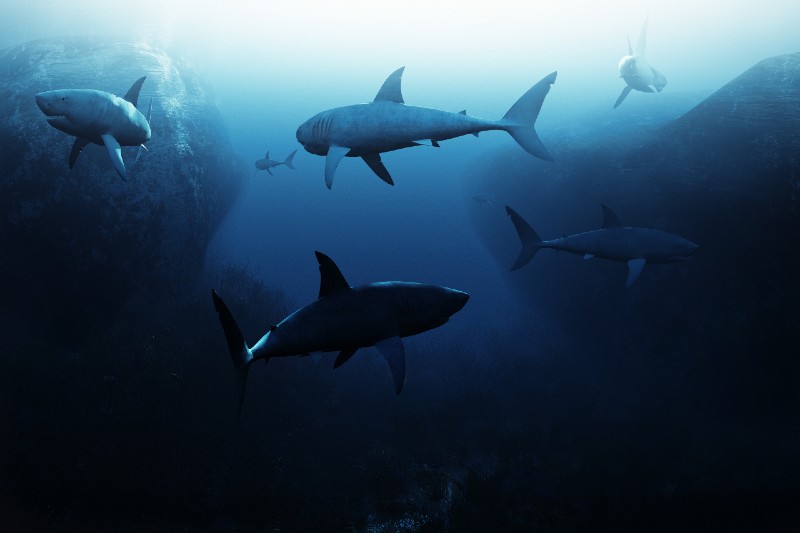 Shark encounter,Large school of sharks patrolling underwater-sea survival