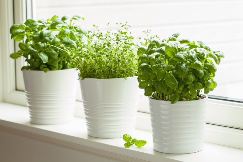 fresh-basil-and-thyme-herb-in-pot-kitchen-garden