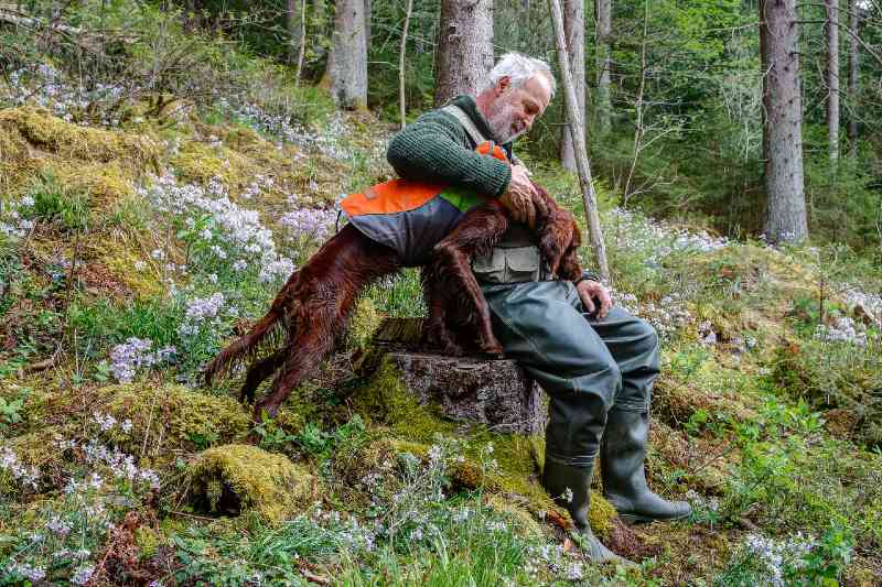 A Hunter sits with his Irish Setter Pointer on a tree stump on a mountain slope-summer hunting