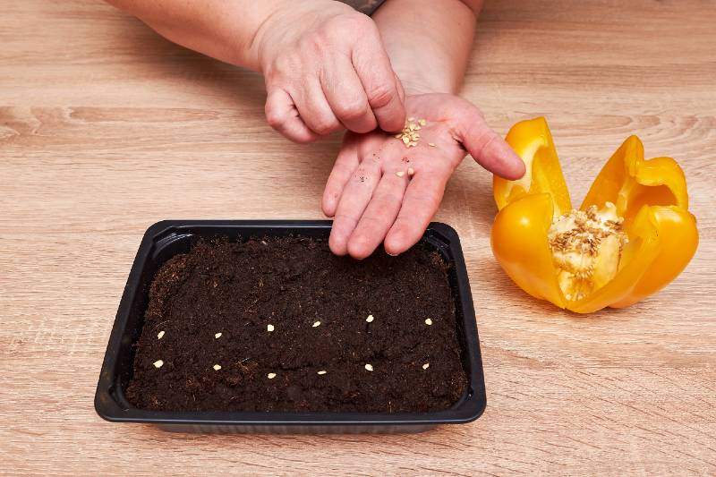 Bell pepper plant seeds in a plastic box container for seedlings with woman's hand-seed starting