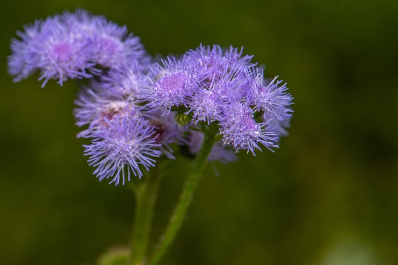 Blooming ageratum | Mosquito repelling plants
