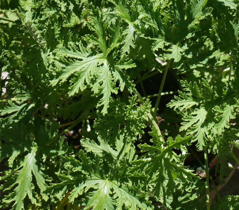 Citronella leaves | Mosquito repelling plants
