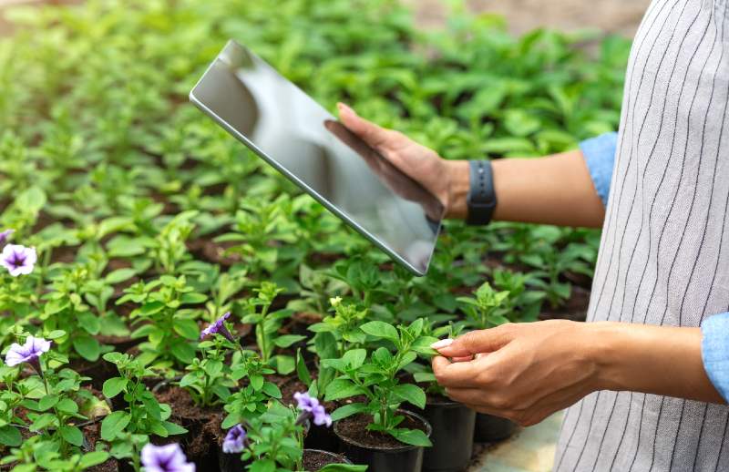 Farm management with tablet. African american girl with smart watch and device, checks quality of plants in greenhouse-seed starting