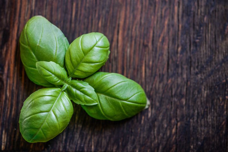 Green leaf plant basil | Mosquito repelling plants