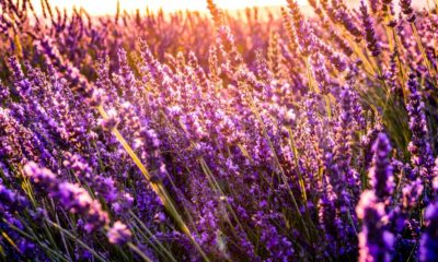 Lavender field | Mosquito repelling plants | Featured