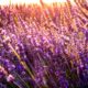 Lavender field | Mosquito repelling plants | Featured