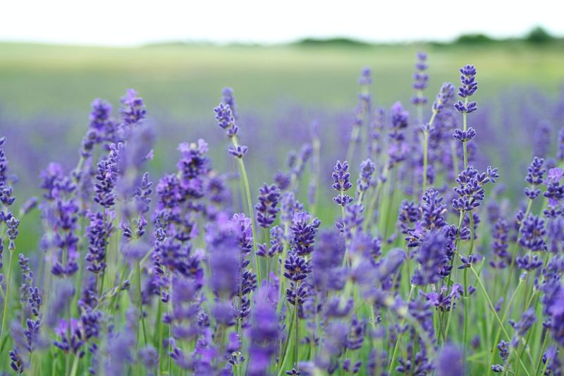Lavender | Mosquito repelling plants