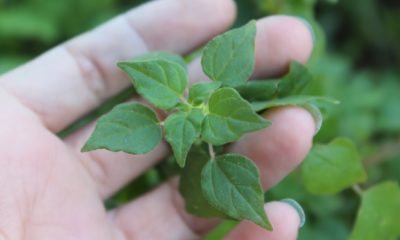 Pellitory is also a wild edible weed and the leaves can be eaten as greens Common Weeds ss featured