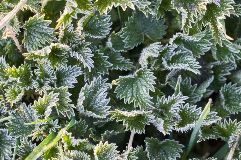 Plant frost | Gardening