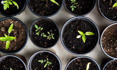 Plants in pots | Gardening | Featured