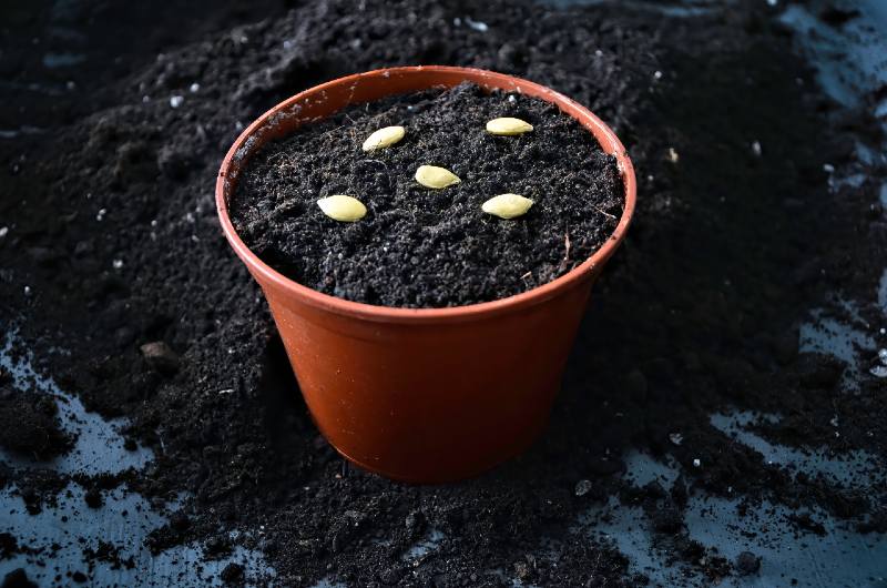 Pumpkin and squash seeds lie on black ground-seed starting