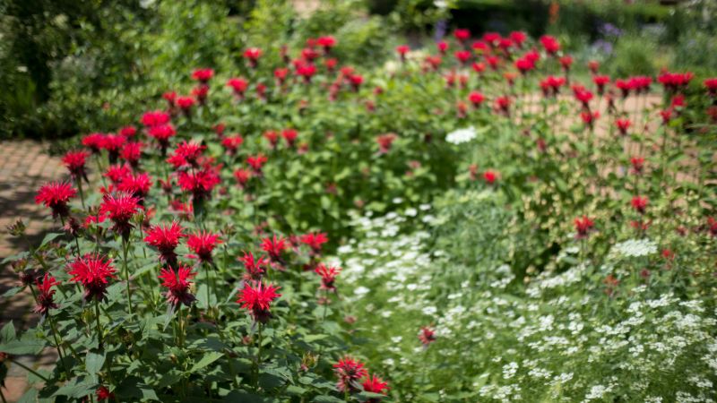Red bee balm flowers | Mosquito repelling plants