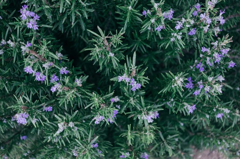 Rosemary | Mosquito repelling plants