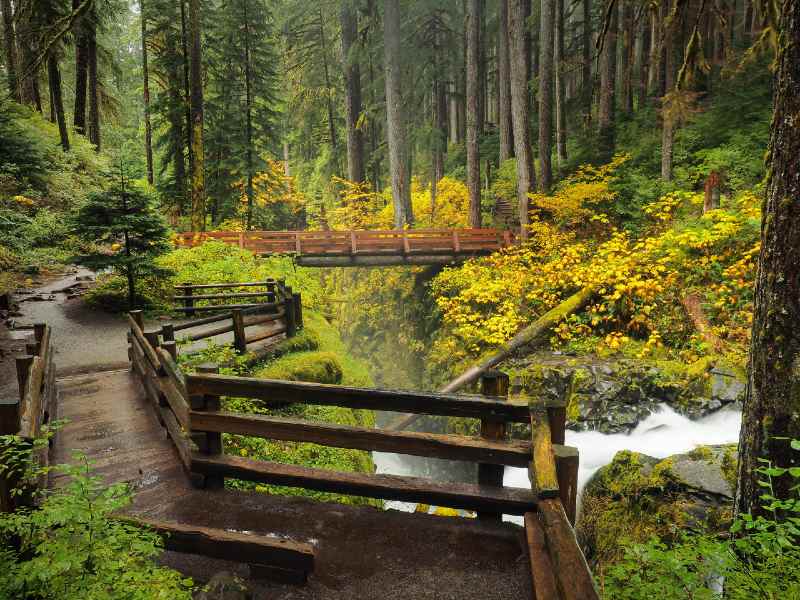 Trekking-is-one-of-the-most-popular-activities-in-The-Hoh-Rainforest-Olympic-National-Park-best-hiking-trails