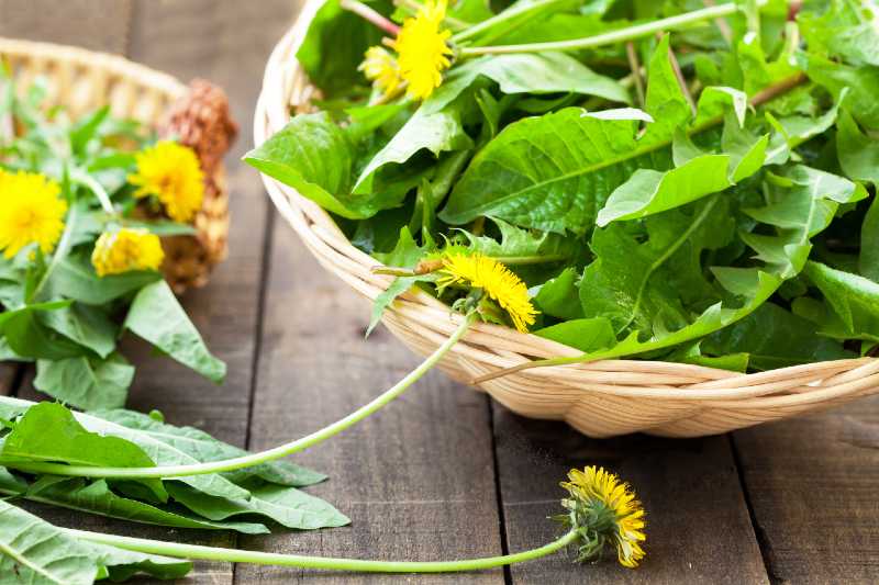 dandelion leaves and flowers-Common Weeds