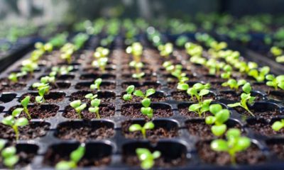 selective Close-up of green seedling.Green salad growing from seed | Seed Starting for Preppers – What You Need to Know | featured