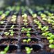 selective Close-up of green seedling.Green salad growing from seed | Seed Starting for Preppers – What You Need to Know | featured