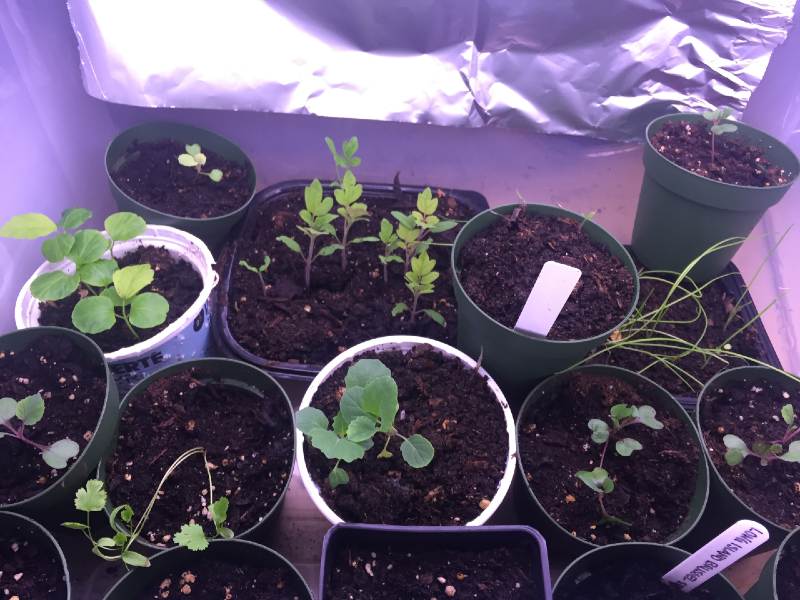 variety of vegetables and herbs started under grow lights-seed starting