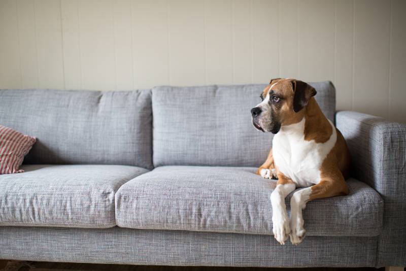 Boxer mix dog lying on gray sofa at home looking for shtf in window prep