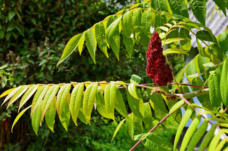Green leaves and red inflorescences of the seeds of sumac deer or sumac fluffy-Common Poisonous Plants