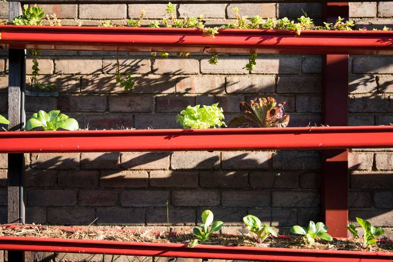 Household gutters that are reused to grow plants and create a vertical garden - Small Space Garden