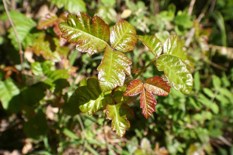 Poison Oak Leaves Close Up For Plant Identification-Common Poisonous Plants