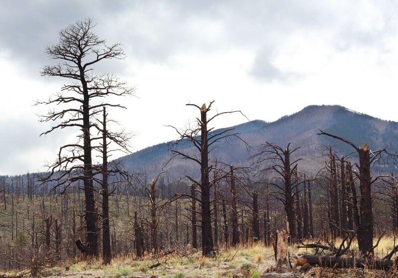 Remains of Burned trees from droughtFire California and Nevada SS