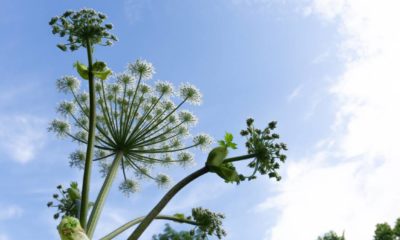 single poisonous plant Heracleum sibiricum. Also known as common names hogweed and cow parsnip Common Poisonous Plants ss featured