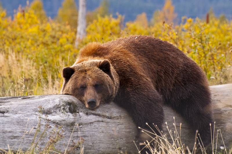 An Alaska grizzly bear resting after a fallen tree bear attack