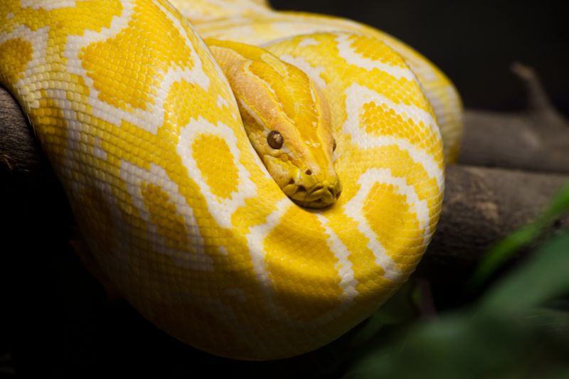 Albino python | 12 foot python