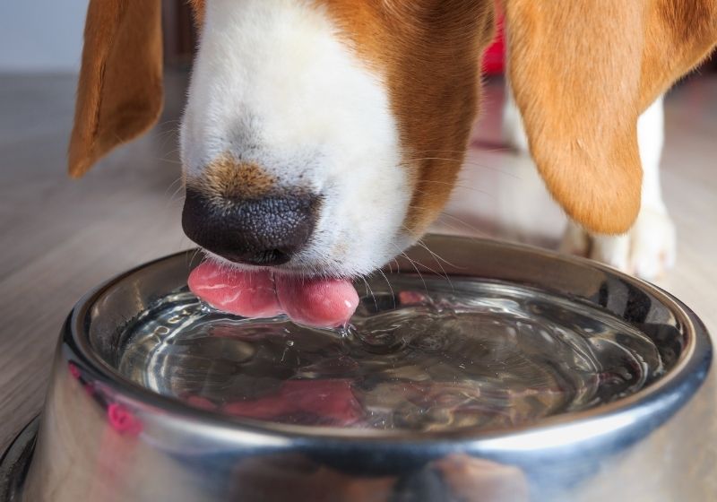 Beagle dog drinking clear water from steel bowl Pet survival kit SS