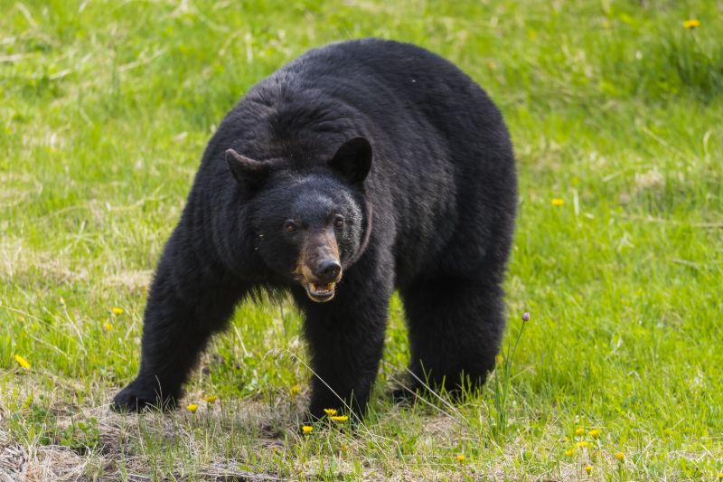 Black bear | How to keep bears away from campsite