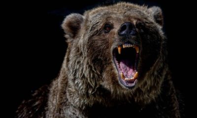Black bear growling | Best bear spray | Featured