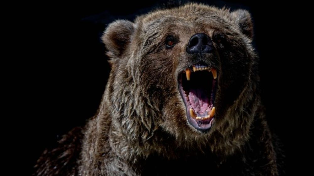 Black bear growling | Best bear spray | Featured