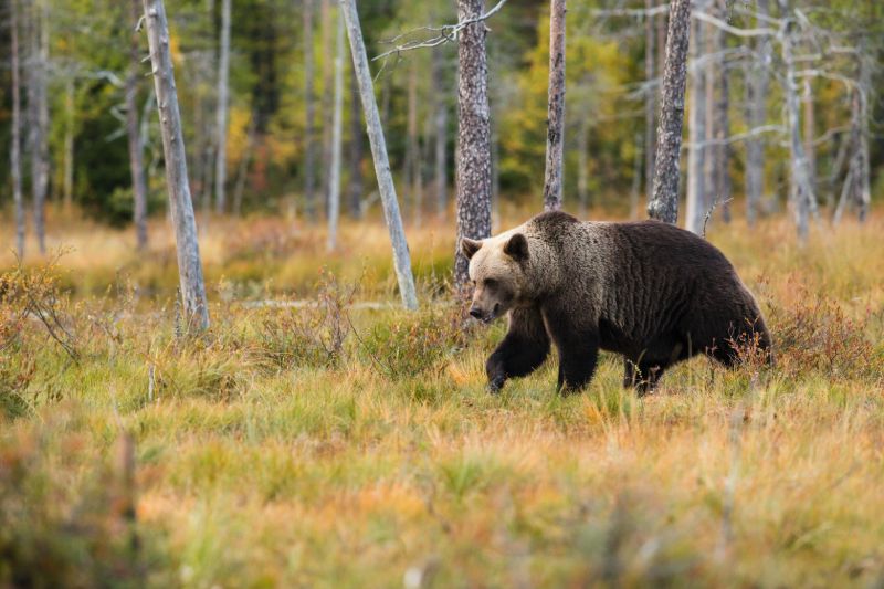 Black bear prowling | Best bear spray