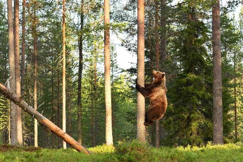 Brown bear climbs up tree in the forest - Grizzly Bear Attack